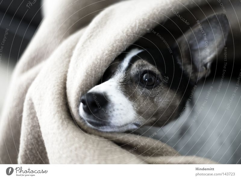 Sophie Dog Blanket Eyes Long Vertical Black White Brown Dappled Speckled Wrinkles Snout Nose Curiosity Hesitate Insulted Timidity Morning Wake up