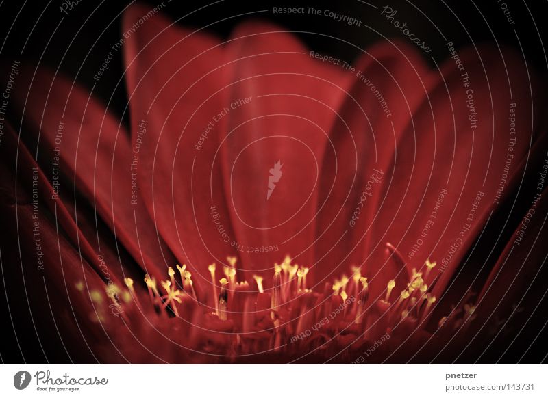 Happy Now? Flower Blossom Macro (Extreme close-up) Near Red Yellow Plant Black Decoration Close-up mackro Pistil Nature