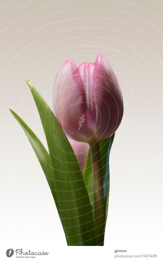 Tulip insulated Nature Plant Spring Flower Leaf Blossom Fragrance Fresh Green Pink tulipa Calyx side profile Profile Portrait photograph segregated