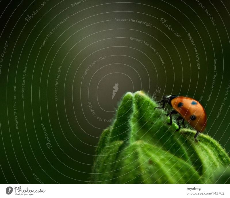 Up in the sky Beetle Point Ladybird Leaf bud Bud Green Insect Red Macro (Extreme close-up) Close-up