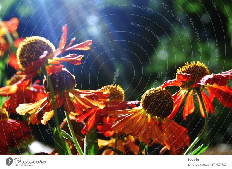 so colorful... Happy Harmonious Relaxation Summer Garden Nature Plant Flower Blossom Blossoming Growth Esthetic Yellow Green Red Pure Transience Flourish