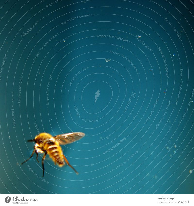 abeille Bee Blue Sky light sunlight flying Snapshot