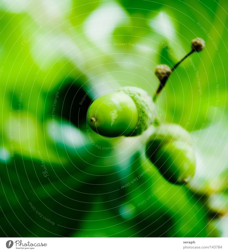 Acorns Oak tree Plant Beech family Biology Bright green Grass green Green Leaf Light Soft Stalk 2 Drop shadow Fresh Oak leaf Botany Macro (Extreme close-up)