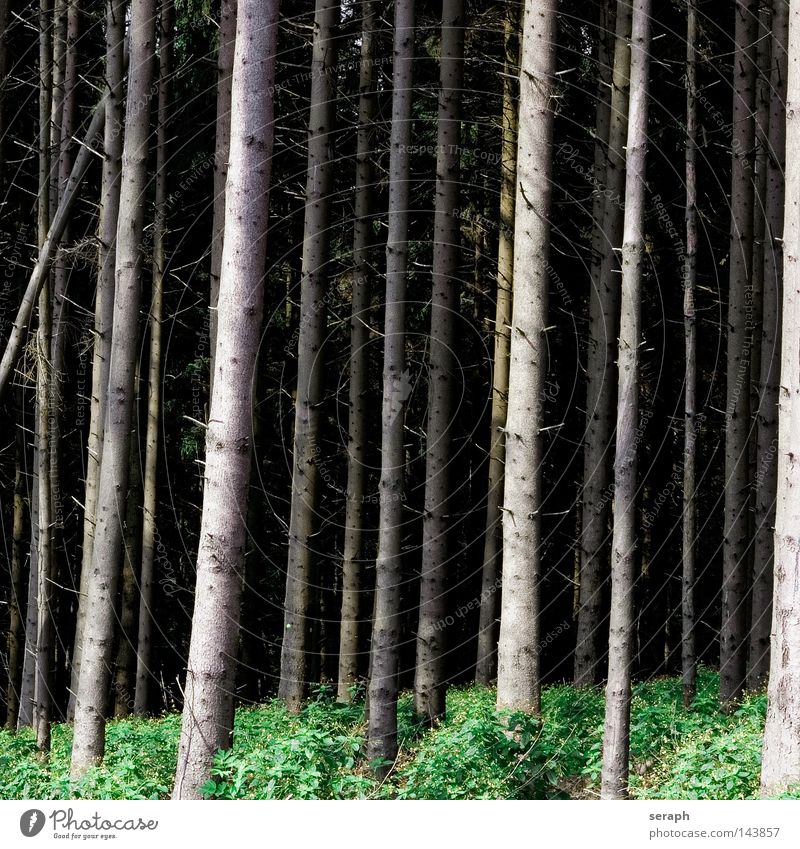 Fir Trees Forest Tree trunk Fir tree Forest death Wood Undergrowth Vertical Tree bark Plant Logging Abstract Background picture Environment Autumn Botany