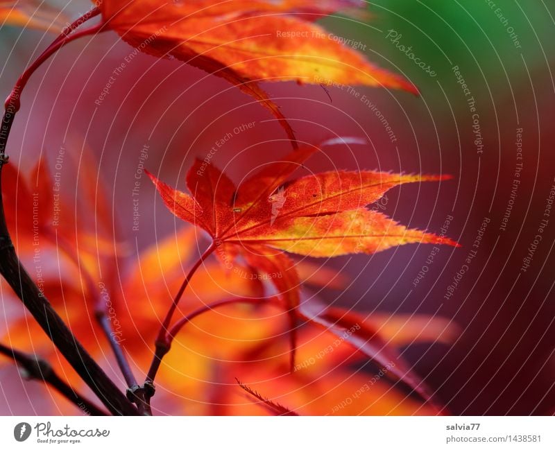 maple leaves Environment Nature Plant Autumn Bushes Leaf Maple branch Autumnal colours Maple leaf Park Illuminate Esthetic Point Warmth Yellow Green Orange Red