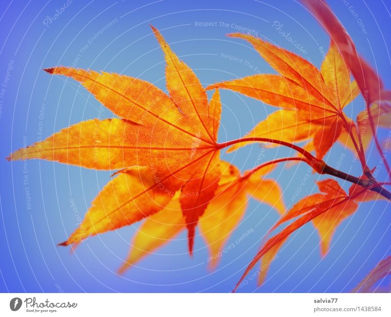 leaf lamps Environment Nature Plant Sky Cloudless sky Autumn Leaf Maple leaf Maple branch Autumnal Autumnal colours Early fall Park Illuminate Esthetic Positive