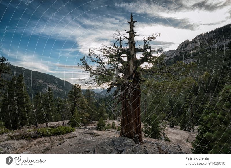 Well rooted Vacation & Travel Environment Nature Landscape Plant Elements Earth Sky Clouds Summer Climate Climate change Weather Beautiful weather Tree Rock