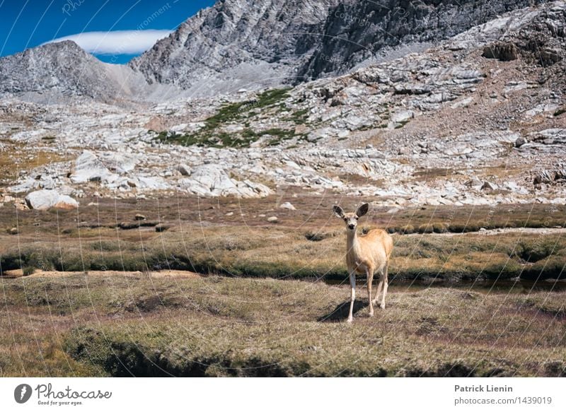 Mule Deer Wellness Harmonious Well-being Vacation & Travel Far-off places Freedom Environment Nature Landscape Animal Elements Mountain Peak Wild animal 1