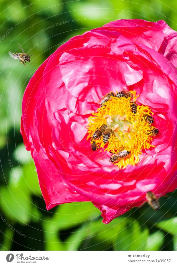 bee party Honey Honey bee Nutrition Organic produce Slow food Tea Summer Bee-keeper Environment Nature Plant Spring Beautiful weather Rose Agricultural crop