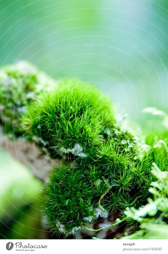 Microcosmos Plant Green Delicate Pattern Background picture Encalypta Leaf Ground cover plant Spore Environment Environmental protection Symbiosis Soft Blur