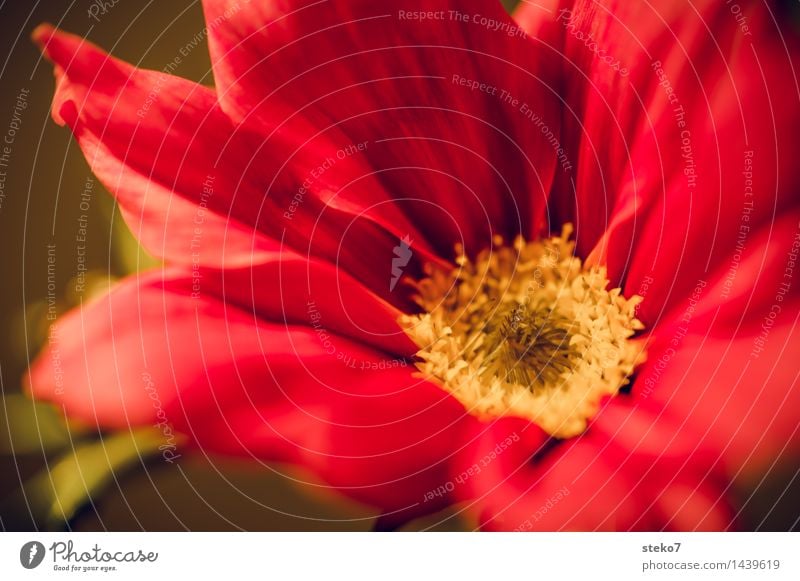 Cosmea Flower Blossom Cosmos Blossoming Fragrance Yellow Red Blossom leave Macro (Extreme close-up) Deserted Copy Space bottom Shallow depth of field