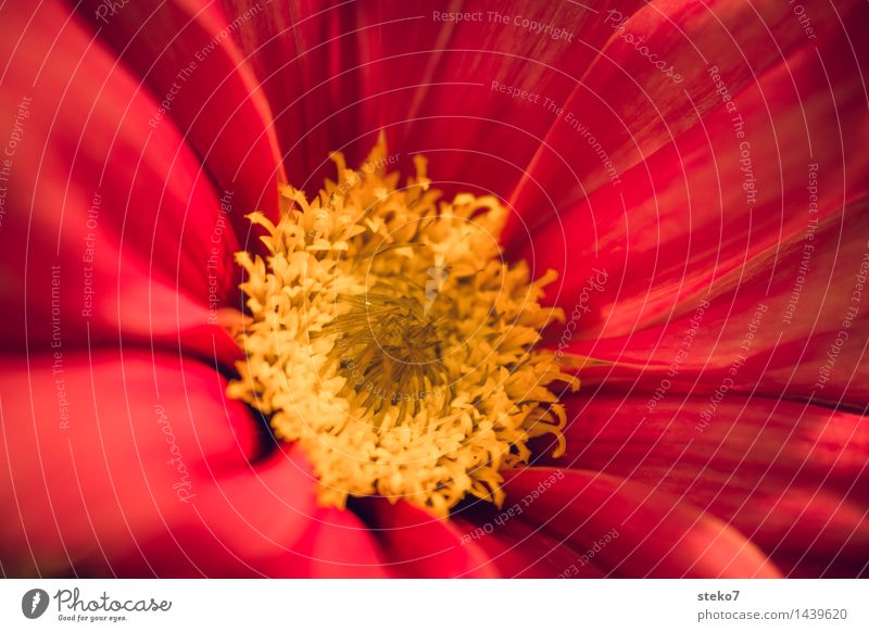 jewelry basket Flower Blossom Cosmos Blossoming Soft Yellow Red Fragrance Center point Beautiful Delicate Velvety Blossom leave Macro (Extreme close-up)