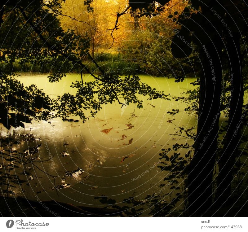 neither pond nor puddle Body of water Pond Brook Lake Autumn Summer Tree Plant Leaf Branchage Reflection Shadow Darken Green Brown Yellow Red Parallel