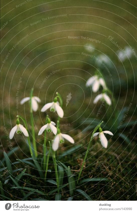 tiny little things Macro (Extreme close-up) Morning Joy Beautiful Life Fragrance Freedom Snow Environment Nature Plant Earth Spring Flower Grass Moss Blossom