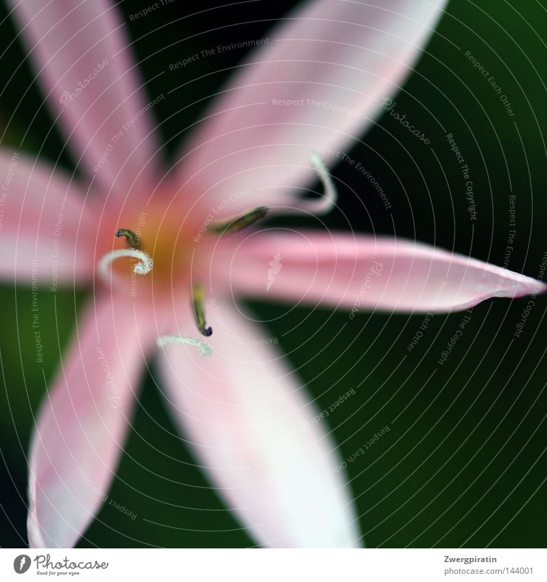 stamens Flower Blossom Pink Blossom leave White Green Aquatic plant Water Blue Stamen Bend Spiral Rotation Brown Pollen Flying Sprinkle Macro (Extreme close-up)