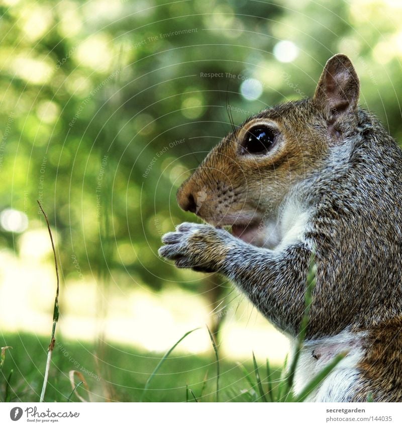 grey croissant Squirrel Park Animal To hold on Possessions Watchfulness Upper body Gray Feeding Tight-fisted Avaricious Speed Green Background picture Desire