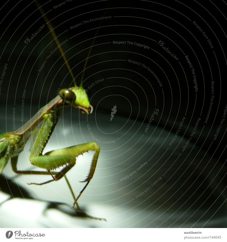 Let's go to prayer #4 Praying mantis Insect Animal Green Feeler Glass Captured Prayer