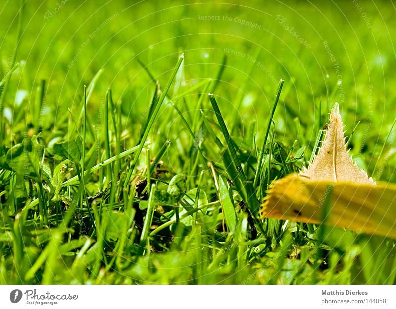 leaf Autumn Leaf Green Red Seasons Beautiful Border Autumn leaves Autumnal colours Cold Winter Anger Aggravation Devour Maple tree Oak tree September October