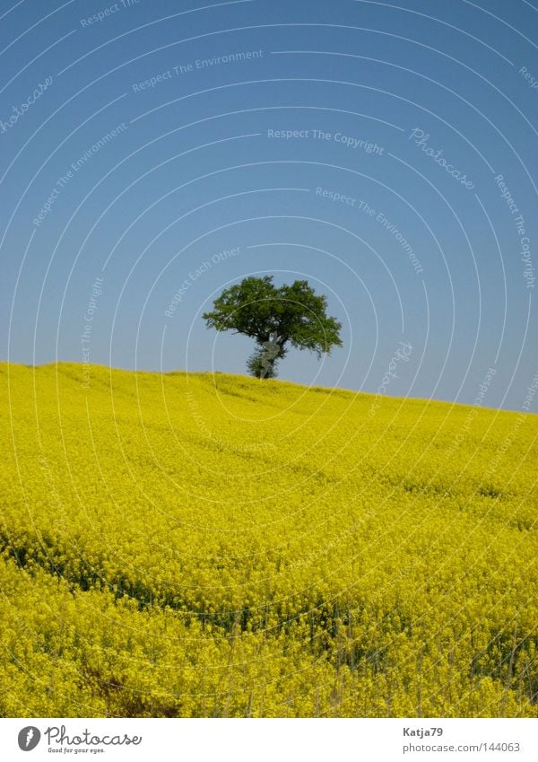 Beautiful Mecklenburg! Tree Canola Yellow Loneliness Mecklenburg-Western Pomerania Field Spring Nature Summer