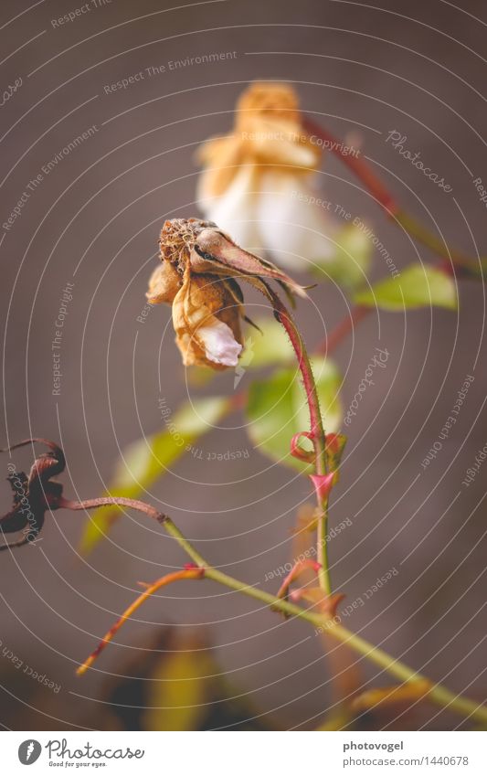 imperfection III Environment Nature Plant Autumn Flower Rose Leaf Blossom Garden Old Faded Authentic Green White Sadness Death Loneliness Colour photo