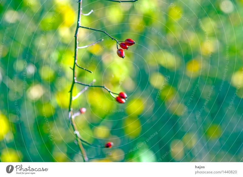 rose hips, ripe fruits Fruit Jam Alternative medicine Medication Plant Autumn Rose Wild plant Green Red Rose hip Berries Mature Background picture blurred