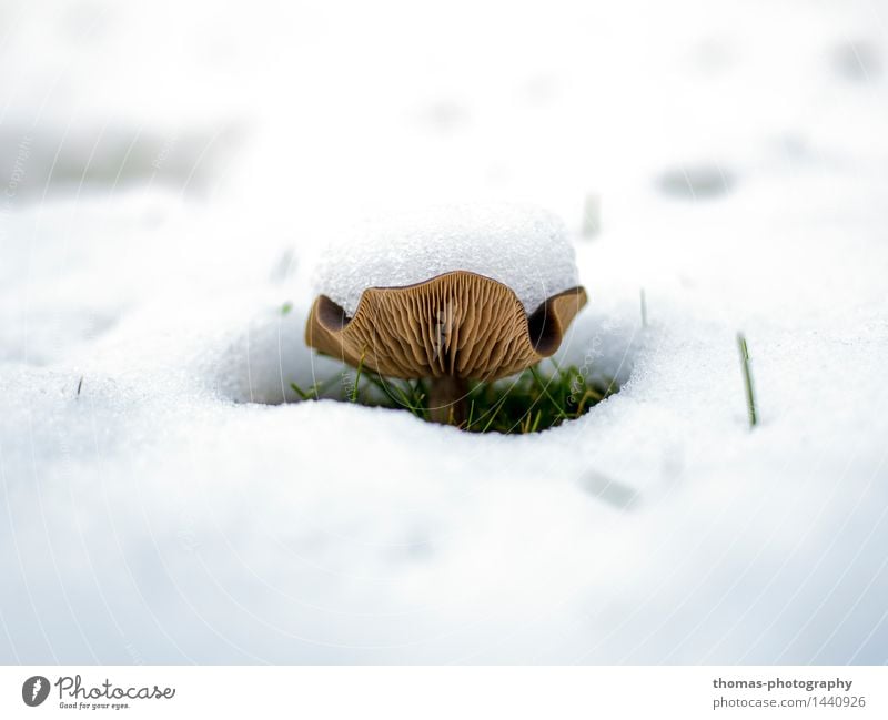 snow mushroom Environment Nature Earth Winter Snow Plant Wild plant Garden Meadow Mushroom Colour photo Exterior shot Close-up Detail Macro (Extreme close-up)