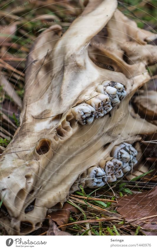 Skull in the forest Nature Landscape Plant Animal Forest Animal tracks 1 Observe Death's head animal bones Animal skull Colour photo Multicoloured Exterior shot