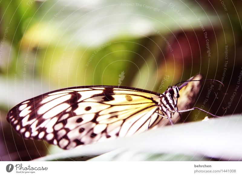 tree-nymph Nature Plant Animal Tree Bushes Leaf Garden Park Meadow Wild animal Butterfly Animal face Wing White tree nymph Feeler Legs 1 Observe Relaxation