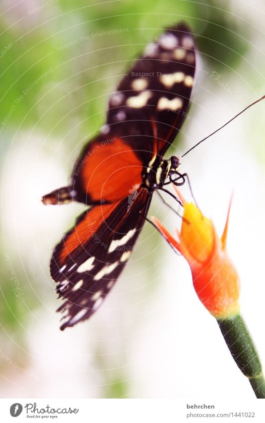 balancing act Nature Plant Animal Spring Summer Beautiful weather Flower Blossom Stalk Garden Park Meadow Wild animal Butterfly Wing Legs Feeler Trunk 1