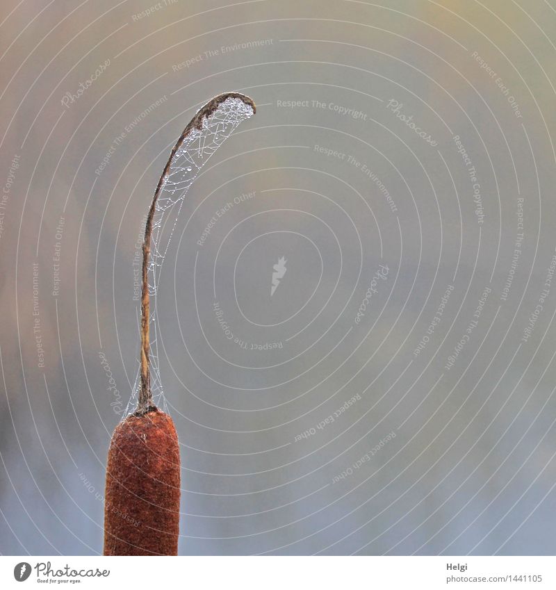 Helgiland II. You've got crap all over... Environment Nature Plant Drops of water Autumn Fog Cattail (Typha) Bog Marsh Spider's web Stand Exceptional Uniqueness