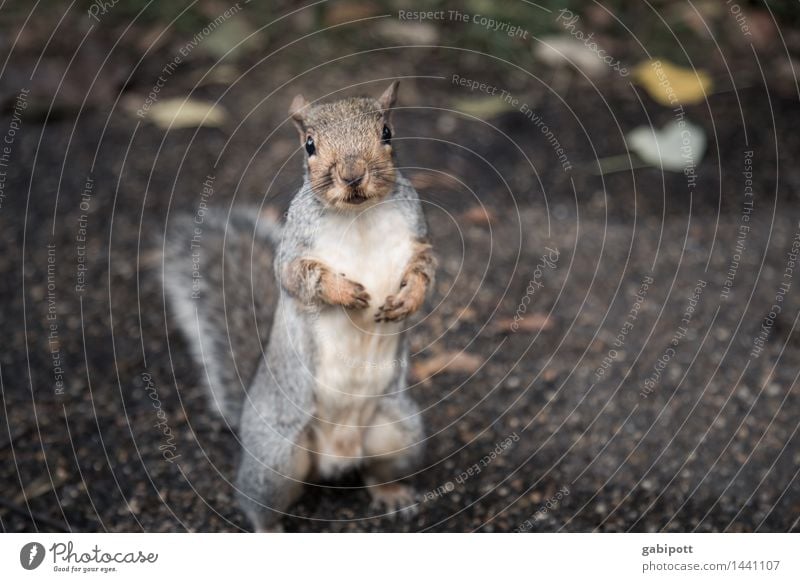 05_Cat in the park in London Animal Wild animal Squirrel Puppydog eyes 1 Observe Discover Friendliness Happiness Curiosity Cute Brown Love of animals