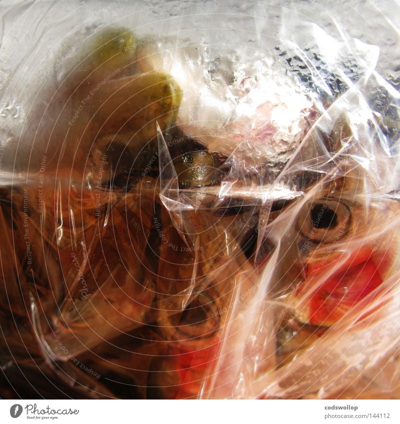 fish bag Fish Sardine Fresh Nutrition Food Plastic Gastronomy Meat deep frying cooking cling film heads eyes