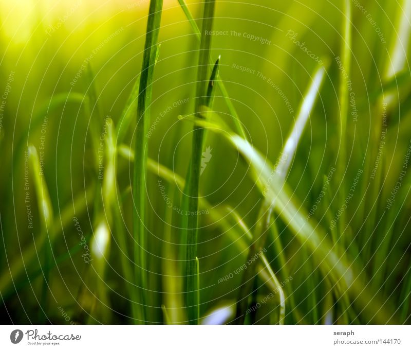 Grassland Habitat Blade of grass Muddled Ecological Biology Plant Blur Ear of corn Environment Sweet grass Bushes Stalk Soft Style Blossom Meadow Green