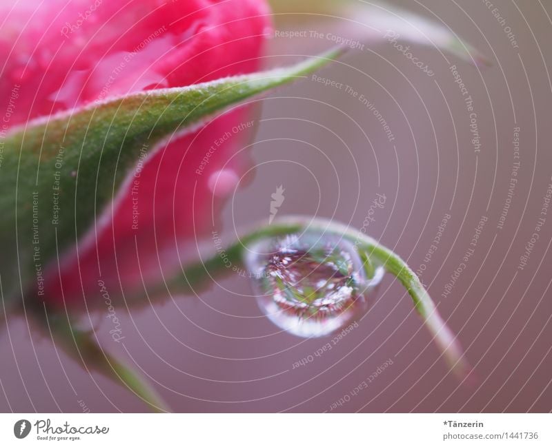 trickle Nature Plant Elements Drops of water Weather Rain Rose Blossom Garden Park Esthetic Elegant Wet Natural Beautiful Soft Attentive Calm Colour photo