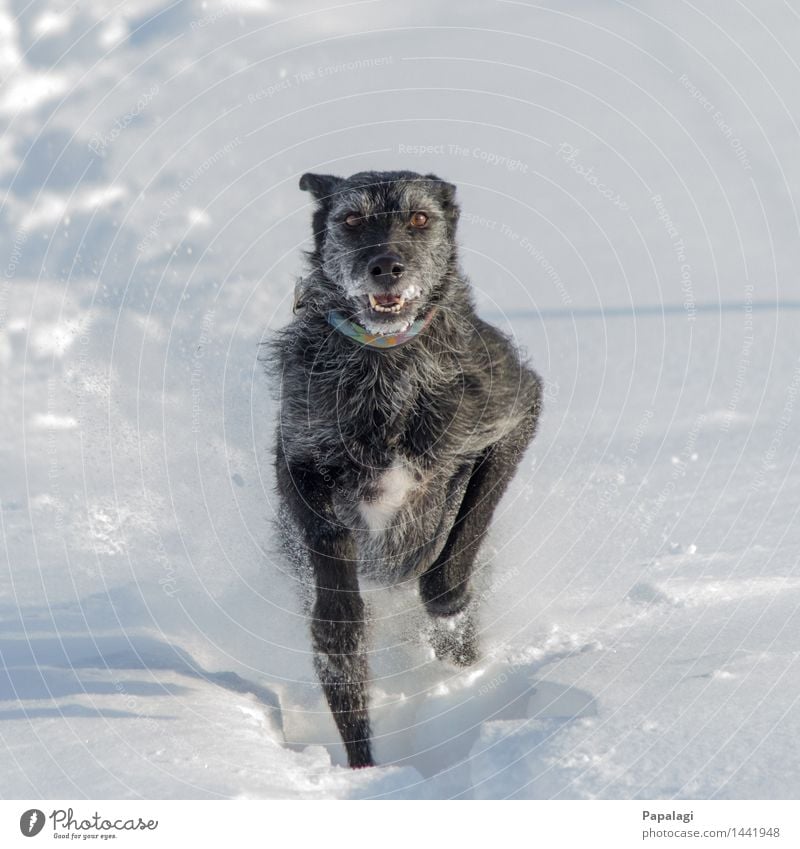 Happy Dog I Nature Winter Snow Animal Pet 1 Walking Running Jump Esthetic Natural Beautiful Athletic Joy Power Love of animals Movement Happiness Bright