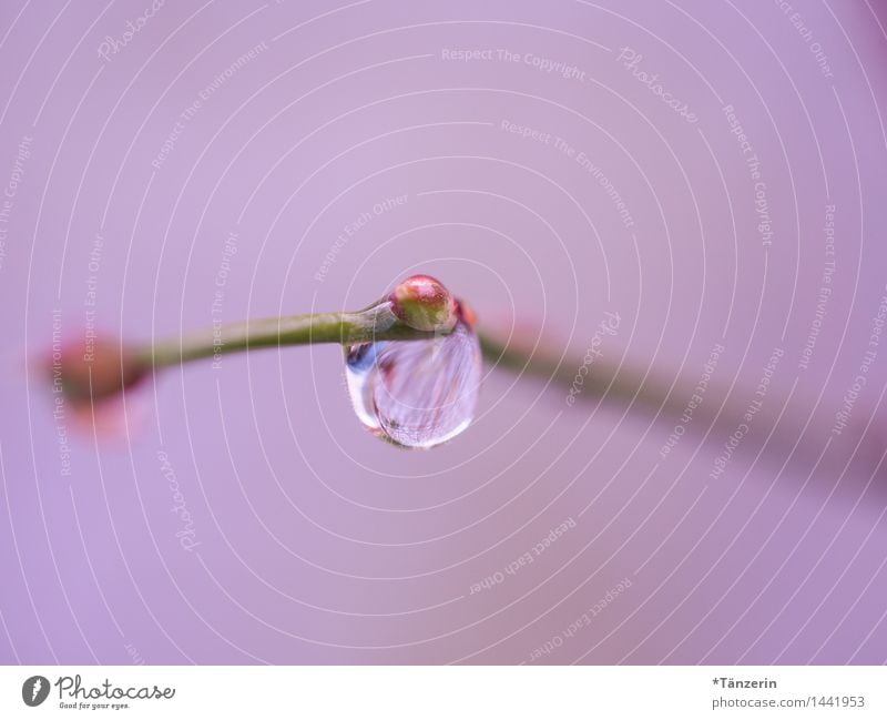 pink drops Nature Plant Elements Drops of water Autumn Winter Rain Bushes Esthetic Wet Natural Beautiful Soft Pink Attentive Calm Contentment Colour photo