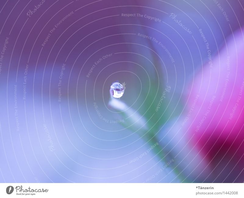 the world blurs in blue and pink Nature Plant Elements Drops of water Autumn Winter Rose Blossom Esthetic Wet Natural Beautiful Soft Attentive Serene Calm