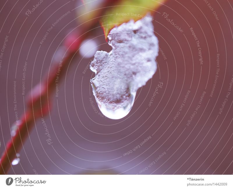 frozen drop Nature Plant Drops of water Winter Ice Frost Snow Bushes Leaf Esthetic Fresh Beautiful Violet Colour photo Multicoloured Exterior shot