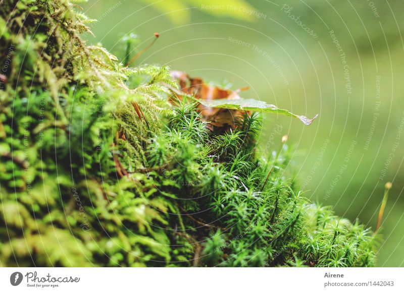 how to make one's bed... Nature Plant Autumn Moss Autumn leaves Forest Woodground Sustainability Natural Positive Soft Green Warmth Recklessness Cuddly