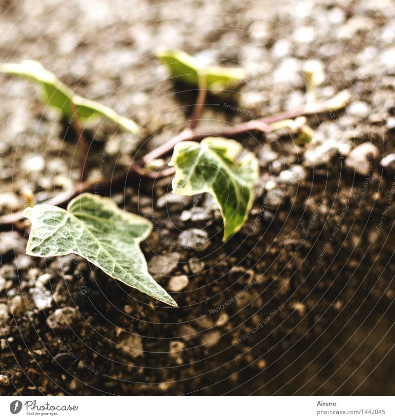 strive Plant Leaf Ivy Creeper Tendril Park Wall (barrier) Wall (building) Stone Growth Dark Small Gloomy Brown Green Modest Hope Grief Longing Nostalgia Sadness