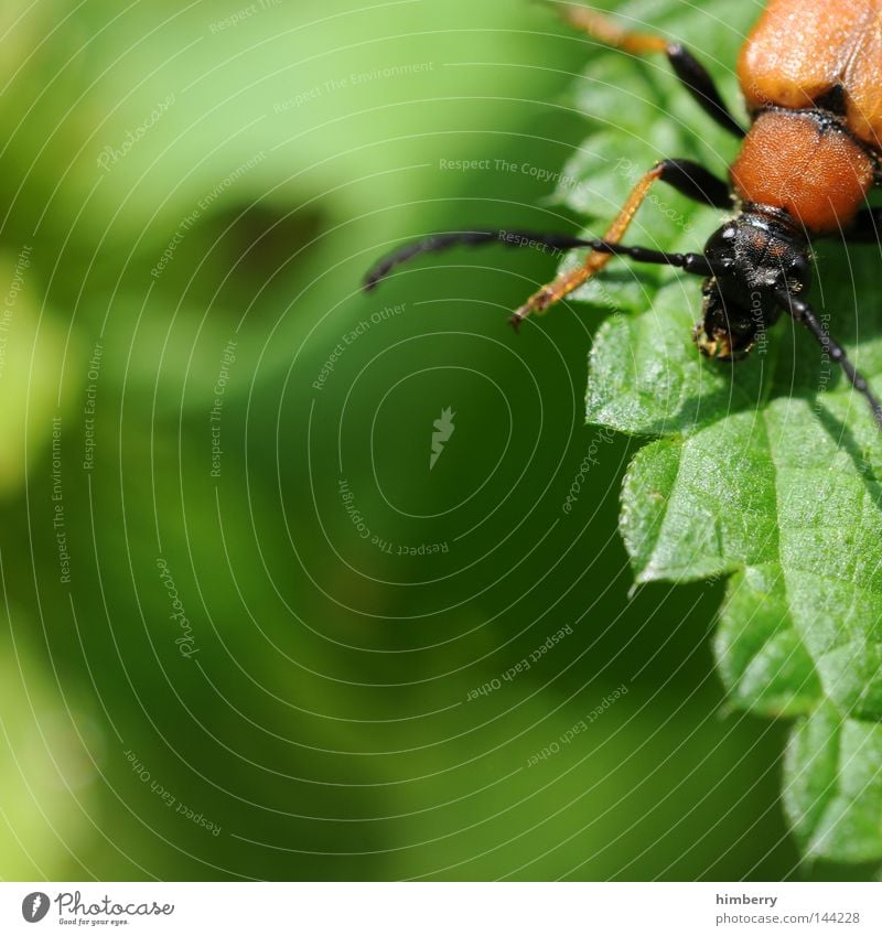 casein beetle Insect Animal Crawl Small Nature Zoo Summer Forest road Macro (Extreme close-up) Guard Feeler Tree Wood Physique Armor-plated Agriculture