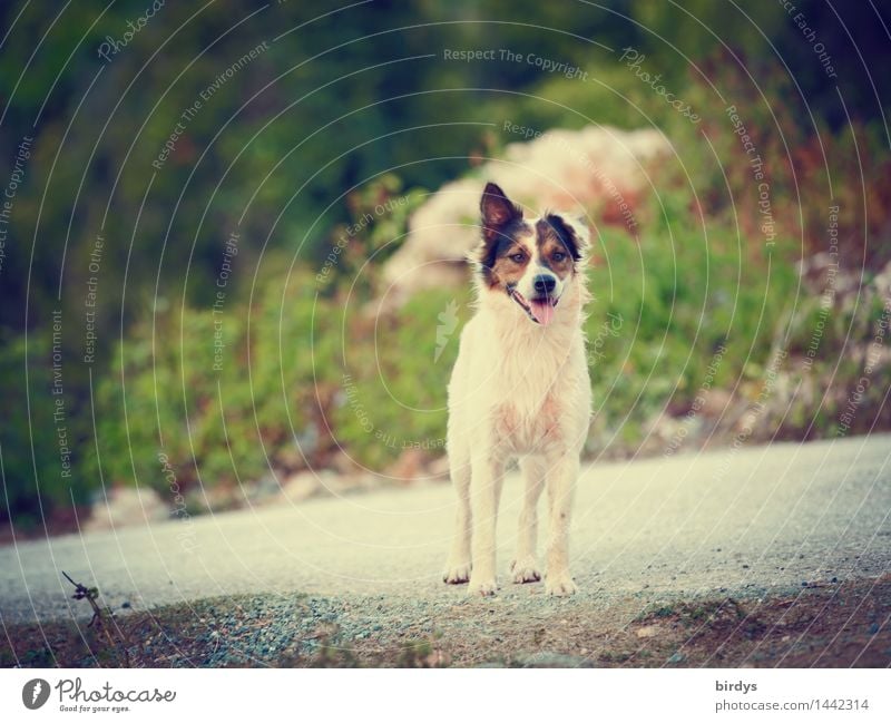 eavesdroppers Landscape Summer Beautiful weather Street Pet Dog Crossbreed 1 Animal Observe Listening Looking Esthetic Free Friendliness Healthy Funny Curiosity