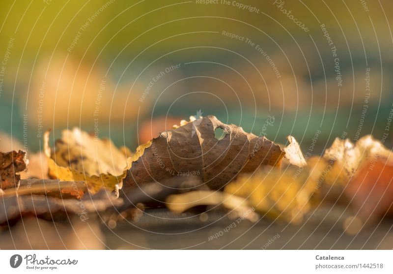 Leaf with hole, foliage Plant Autumn limp leaves Dry Brown Yellow Gold Gray Green Orange Transience Change Time Colour photo Exterior shot Close-up Deserted