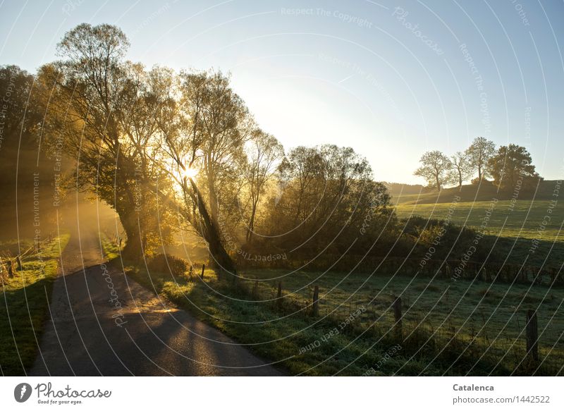 Morning walk in rural environment Nature Landscape Plant Air Sunrise Sunset Sunlight Autumn Beautiful weather Meadow Lanes & trails Glittering Blue Yellow Gold