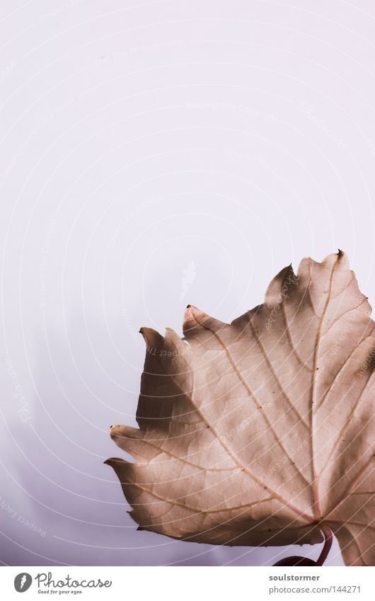 The wine dies... Vine Leaf Vine leaf Autumn White Background picture Isolated Image Macro (Extreme close-up) Nature Flower Shadow Light Vessel Leaf green Brown