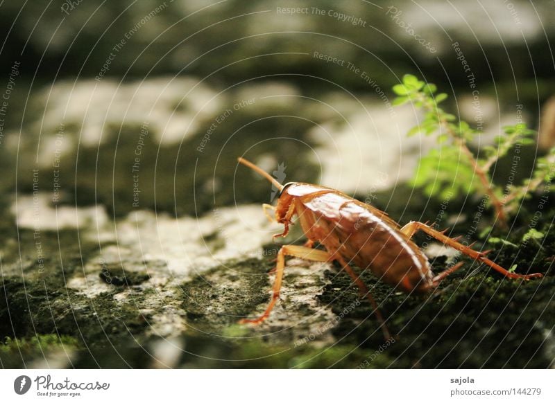 exhausted cockroach Relaxation Plant Animal Wall (barrier) Wall (building) Wait Disgust Brown Break Oriental cockroach Insect Compound eye Legs Feeler