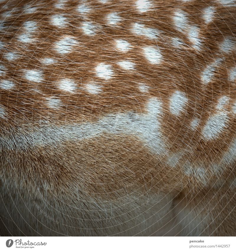 Comic book bambi Nature Animal Wild animal Baby animal Sign Famousness Cute Fawn Bambi Pelt Point Polka dot Colour photo Exterior shot Close-up Detail