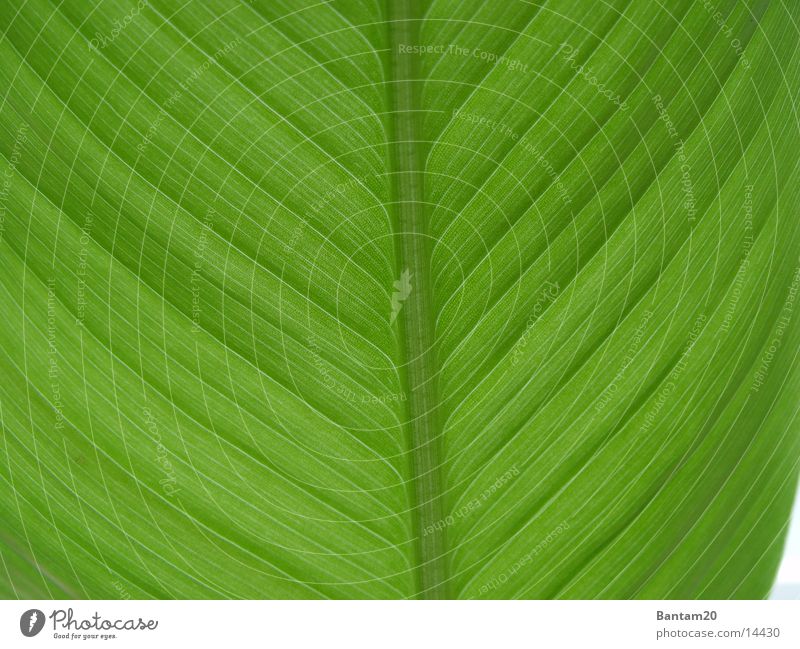 The banana plant Plant Flower Leaf Close-up