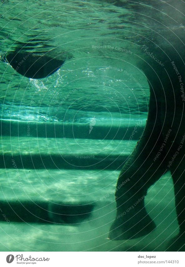 bathing day Elephant Trunk Underwater photo Green Stairs Animal Colossus Dust Safari Zoo Refreshment Swimming & Bathing Aquatic animal Mammal benjamin flowers