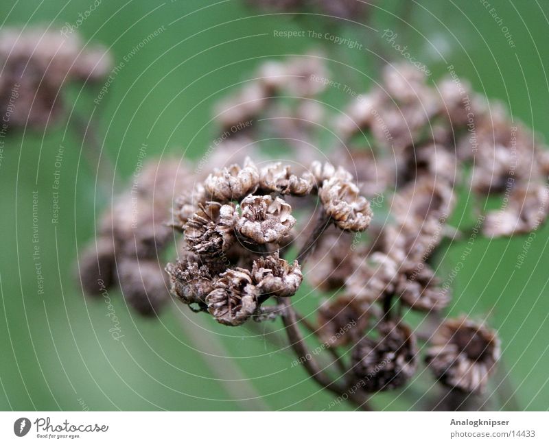 Dead plant?! Plant Dry Brown Death depth blur green background Macro (Extreme close-up)